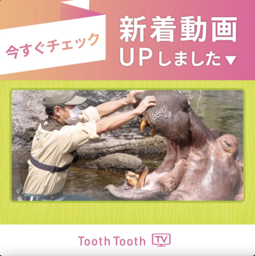 Toothtoothtv 新着動画 はみがきうさぎのカムカム動物園 天王寺動物園のなかまたち カバ編 Tooth Tooth